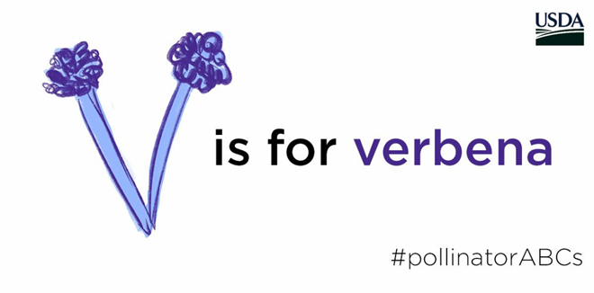 USDA_NRCS's tweet photo. V is a tough letter, but, fortunately, verbena is a pollinator-friendly plant. https://t.co/imG4sX39lY #pollinatorABCs #PollinatorWeek https://t.co/g9hlnb4Z9J