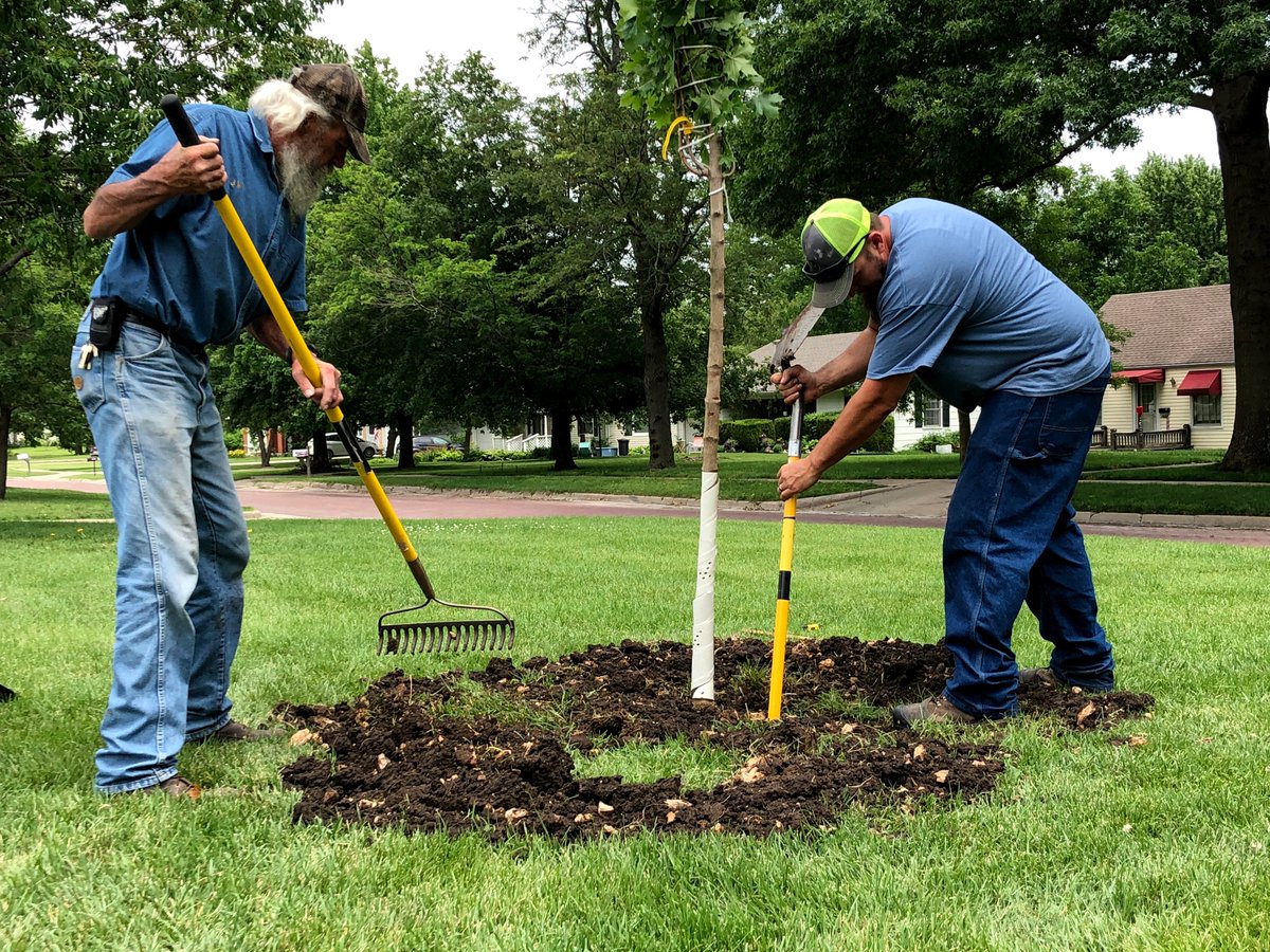 OttawaU's tweet photo. OU facilities staff members are busy making several landscaping improvements on campus this summer. This week, a total of 15 new trees were planted. Some of them will replace diseased trees that are being removed, while others are being planted to further beautify campus grounds. https://t.co/siQAydT67D
