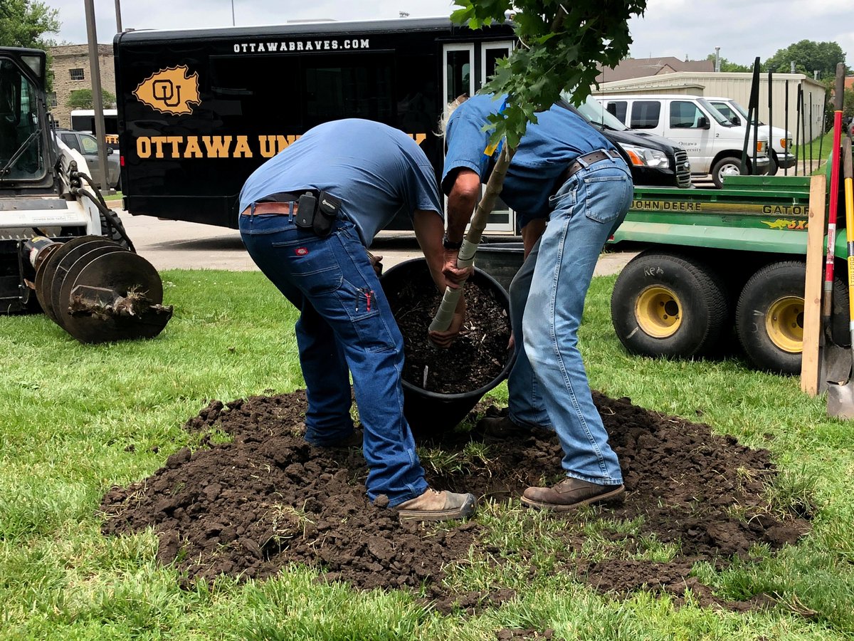 OttawaU's tweet photo. OU facilities staff members are busy making several landscaping improvements on campus this summer. This week, a total of 15 new trees were planted. Some of them will replace diseased trees that are being removed, while others are being planted to further beautify campus grounds. https://t.co/siQAydT67D