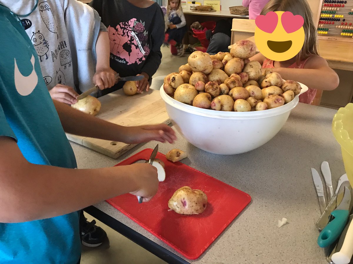 david_harel's tweet image. Washing, cutting, seasoning, mixing, eating, and sharing! What a wonderful celebration with our potato harvest @bridgebulldogs @sd38learn #spudsintubs
