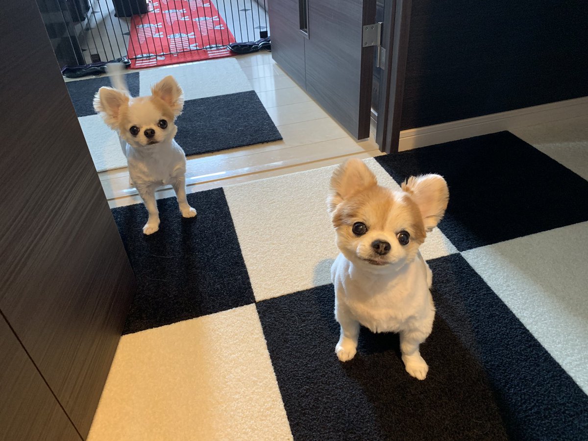 Choppi En Twitter おはチョピナ あれ ミニーが2人になったよ 皆様今日も良い一日を 子犬 チワワ サマーカット ミッキーカット Dog Cutedog T Co Qqrxjcwyen Twitter