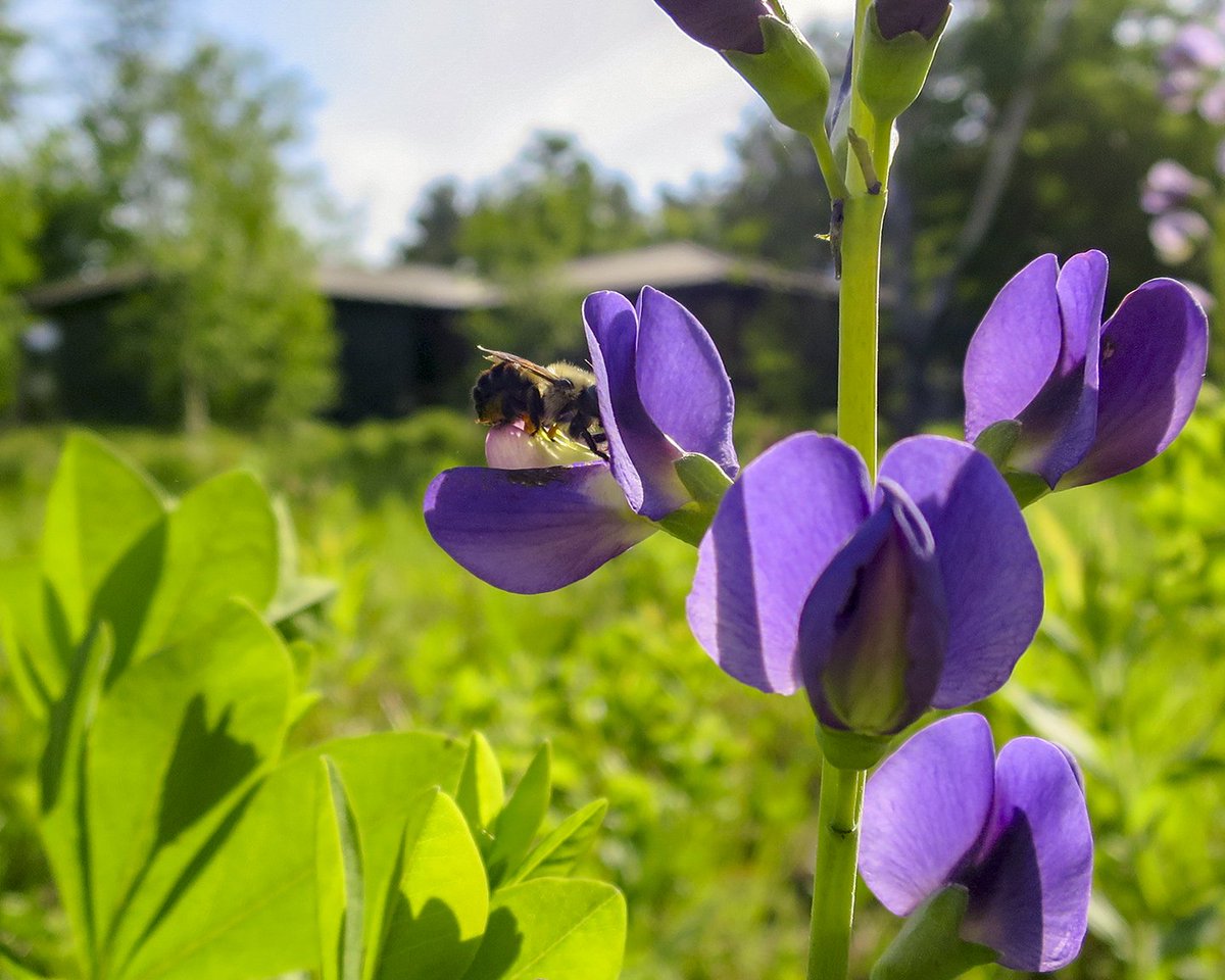 MacDowell1907's tweet image. Did you know that it&apos;s #PollinatorWeek? Learn about the habitats for pollinators that we&apos;ve been fostering around the #JamesBaldwinLibrary for the last few years: instagram.com/p/BHz8lJ8jJZh/