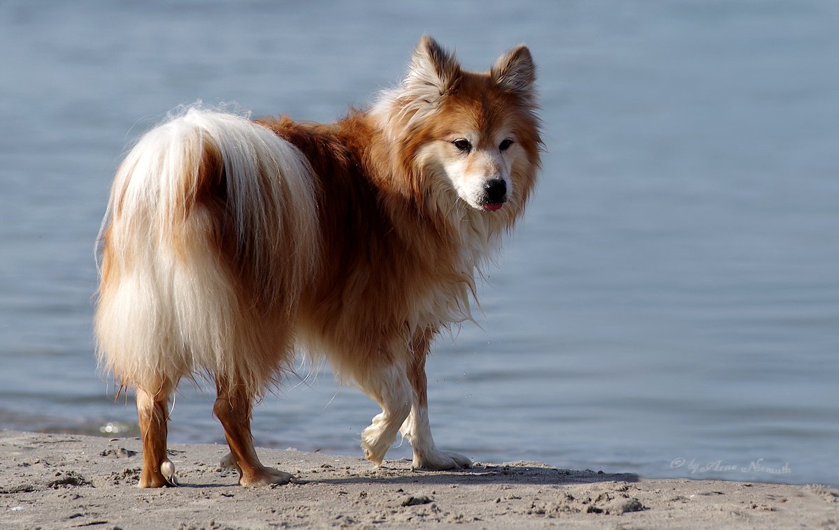 AMY_WORDS's tweet photo. I'm in the dunes👀
There's Charly,he's fun! His fav treats are these little dry fishes.
And Alma is nice but she thinks she has the most beautiful tail ever..hmm.
Moby(the Hippie Dog) is sniffing the air all day long...nahh...i am talking
We are all cool #BalticDogs
#dogs #NOSE https://t.co/xw4ra4jHpU