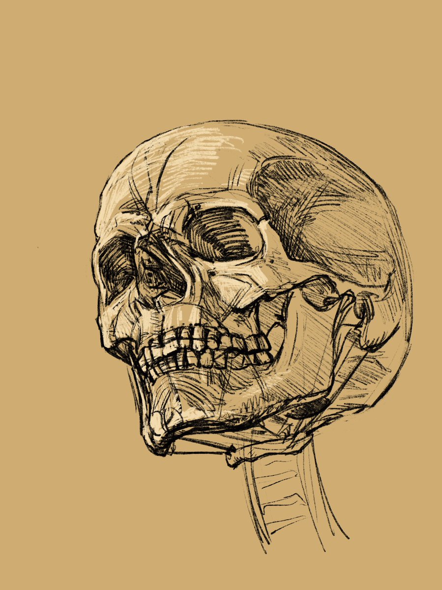 「美術解剖学の実習の多くは、慣習的に人体デッサンが採用されているが、骨の上に筋をモ」|伊豆の美術解剖学者のイラスト