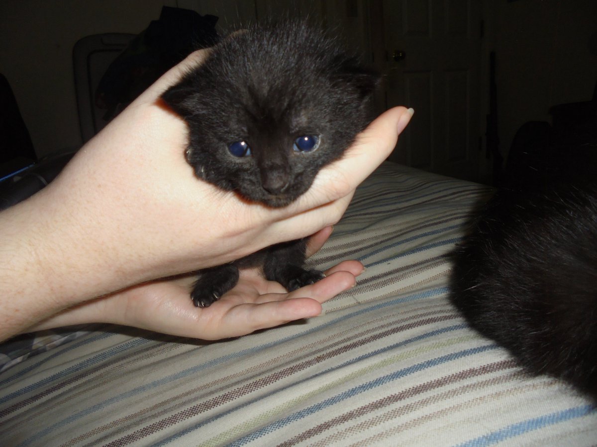 Slim123121's tweet photo. these are at about 3-4 weeks old https://t.co/B2e42TwGF5