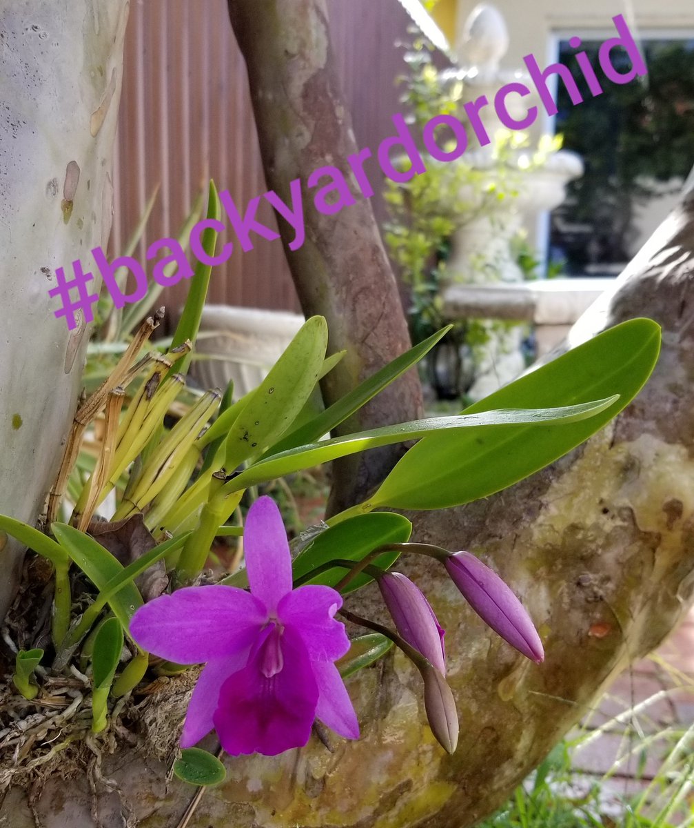 RealtorYolanda's tweet photo. I found this today so proud of my #backyardblossoms #backyardorchids 

#homeownership is the best!
#lovemybackyard #lovemyhome 
#miamirealestate #homesweethome https://t.co/crEIK7QIeZ