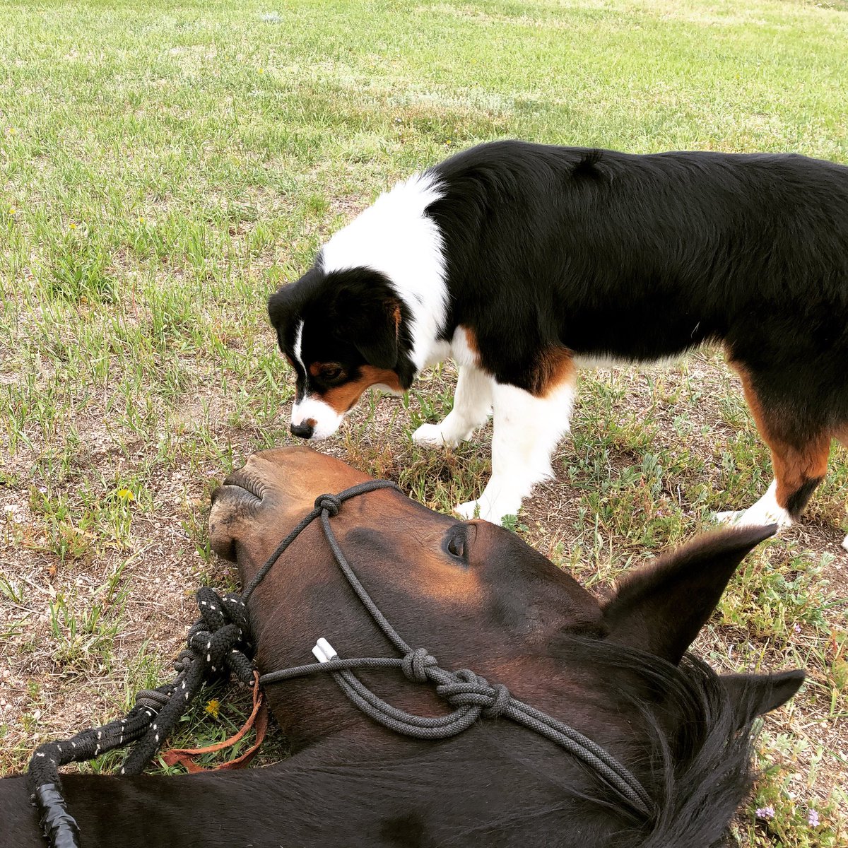 I would love to know what they were saying to each other
.
.
.
#hoofbeatstheatre #australianshepherd #friesiansporthorse #trickhorse #furfriendsforever #horseanddogfriends #animalthoughts