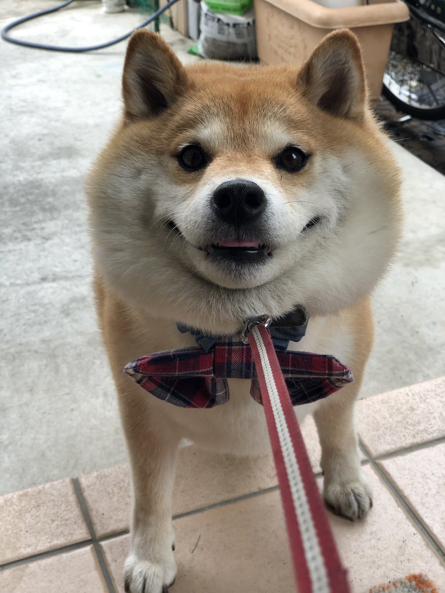 (;ﾟﾛﾟ)えっ雨？？
🙅‍♀️ﾌﾞｯﾌﾞｰ。やんでまーす。
行っちゃえばﾆｯｺﾘ😊で、おうちに入るの嫌がるっていういつものルーティン🤦‍♀️