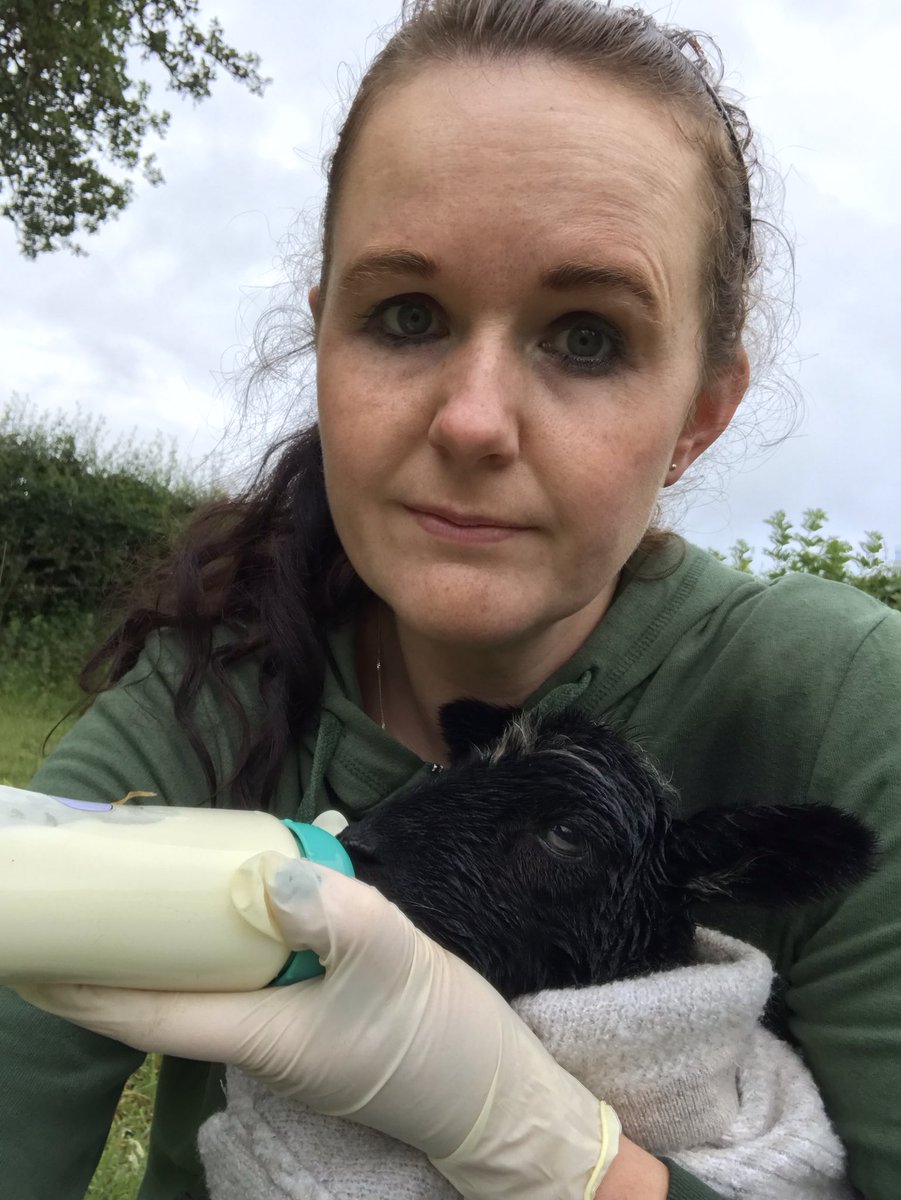 bernardsfarmuk's tweet photo. Next on the amazeballs dream to reality agenda for Bernardβs Farm is the anticipated arrival of lambs, ready to start us our very own flock π π π π (Yes, I really did just say amazeballs) #EmbarrassingMum #FeralChildren #GetStartedInAg https://t.co/Hus94OmMrF