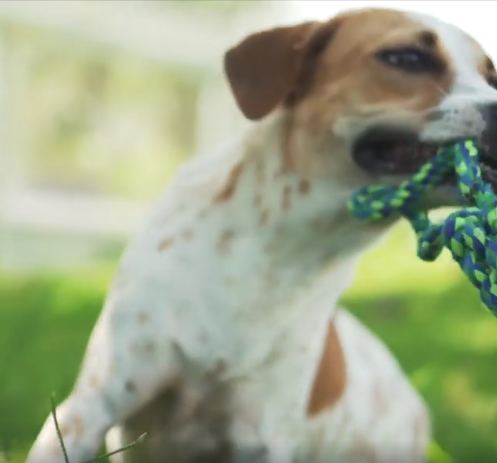 SoiDogPhuket's tweet photo. One of the all-time favourite places at the Soi Dog shelter must be  the off-lead area, where our dogs get to run freely and enjoy play time.  
Here's what that looks like for our special girl, Duo! 
https://t.co/9XF7VU0A2U https://t.co/u6EeJYBnoS
