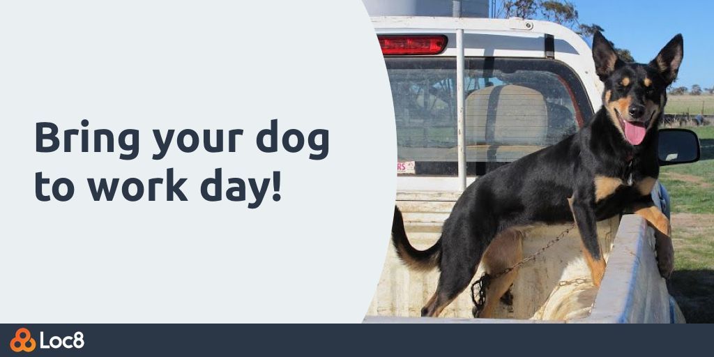 loc8com's tweet photo. The iconic Aussie duo… the tradie and his dog riding on the back of the ute. How often do you bring your pooch to the worksite?
#TakeYourDogToWorkDay #takeyourdogtoworkday2019
#bringyourdogtoworkday #bringyourdogtoworkday2019 #bringyourdogtoworkdayiseveryday #bringyourdogtowork https://t.co/luzixP7kQY