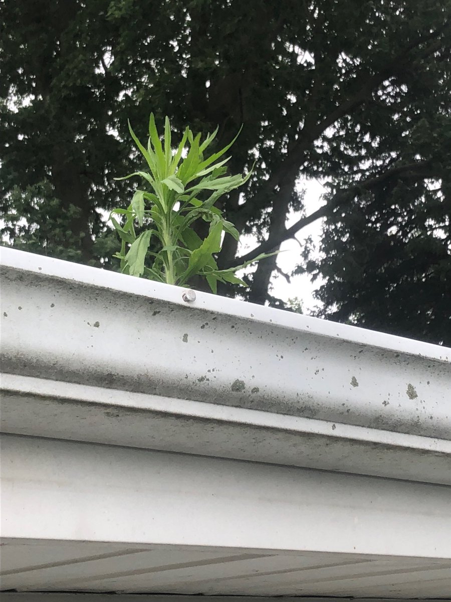 Marestail in my gutters.... another kick in the nuts from #plant19