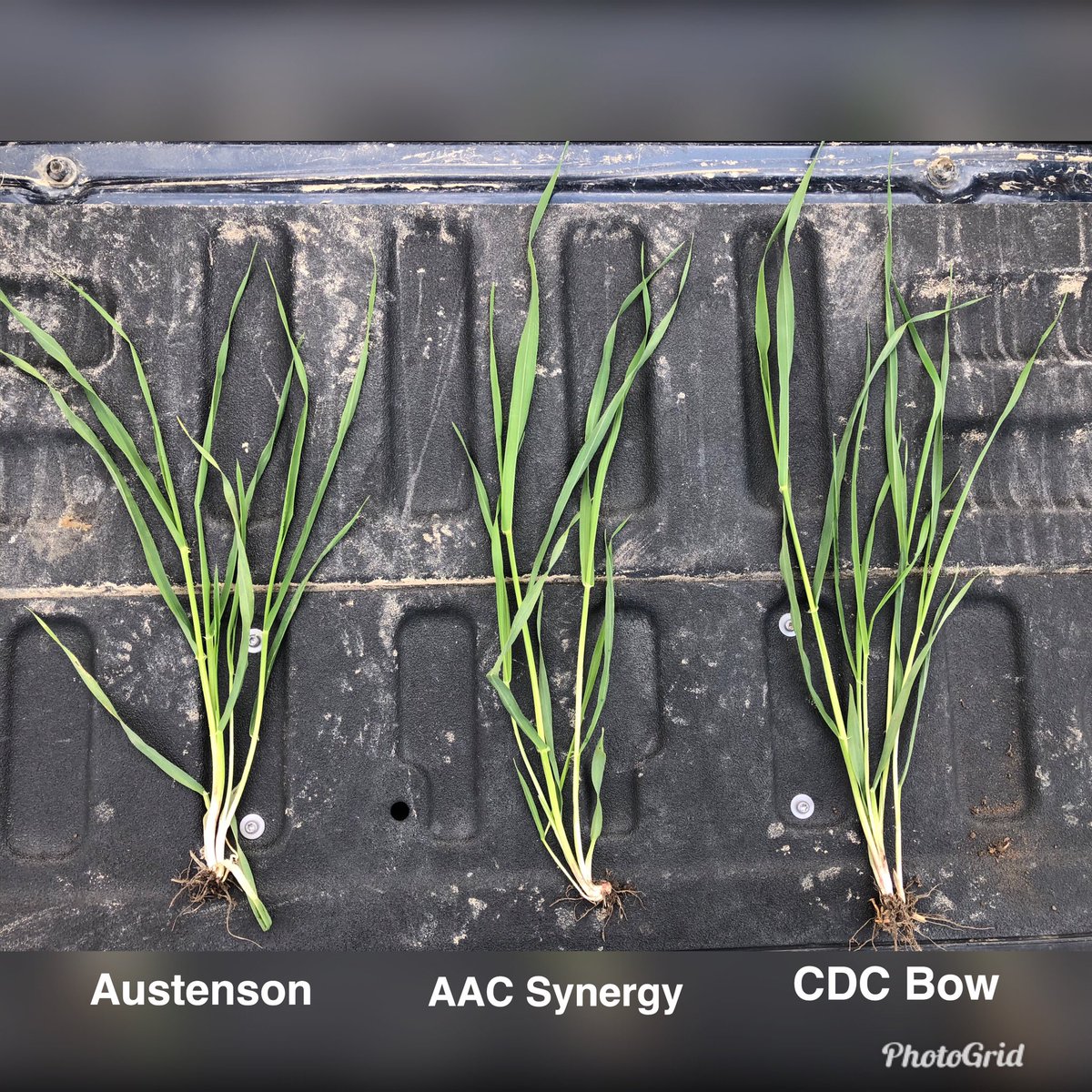 megs_reed23's tweet photo. Barley trial in Choiceland,Sk. #AACSynergy, Austenson and #CDCBow. All treated with #VibranceQuattro and #AxialXtreme. Interesting diff’s in # of tillers, plant height, leaf size and colour. Row closure achieved across the field😍 @syngentacanada #trivapro #protecttheFLAG https://t.co/P349QOT6qy