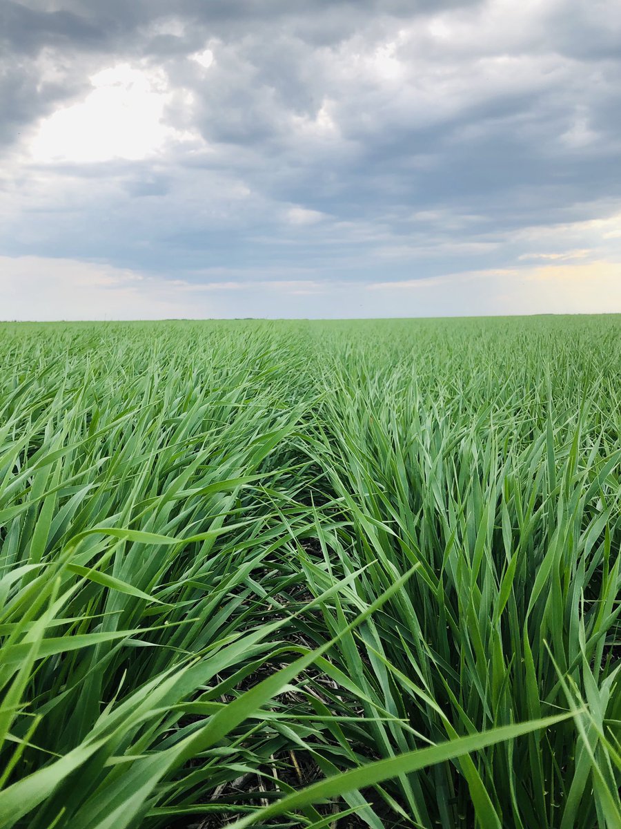 megs_reed23's tweet photo. Barley trial in Choiceland,Sk. #AACSynergy, Austenson and #CDCBow. All treated with #VibranceQuattro and #AxialXtreme. Interesting diff’s in # of tillers, plant height, leaf size and colour. Row closure achieved across the field😍 @syngentacanada #trivapro #protecttheFLAG https://t.co/P349QOT6qy