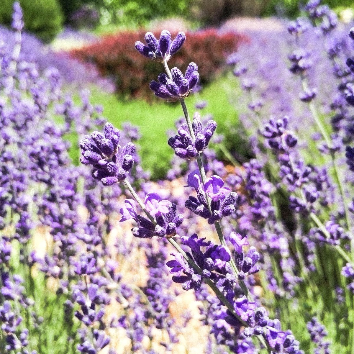 English lavender isn’t native to England, in fact it actually grows wild in the Mediterranean. The Knot Garden is looking and smelling particularly good with all the lavender in bloom. 🌸 #lavandulaangustifolia #englishlavender #mediterranean #bloom #alltheprettyflowers