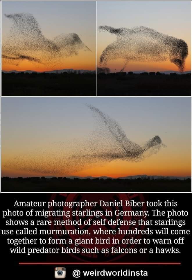 Shahrcasm's tweet image. Pakshirajan is real...

#Robot2point0