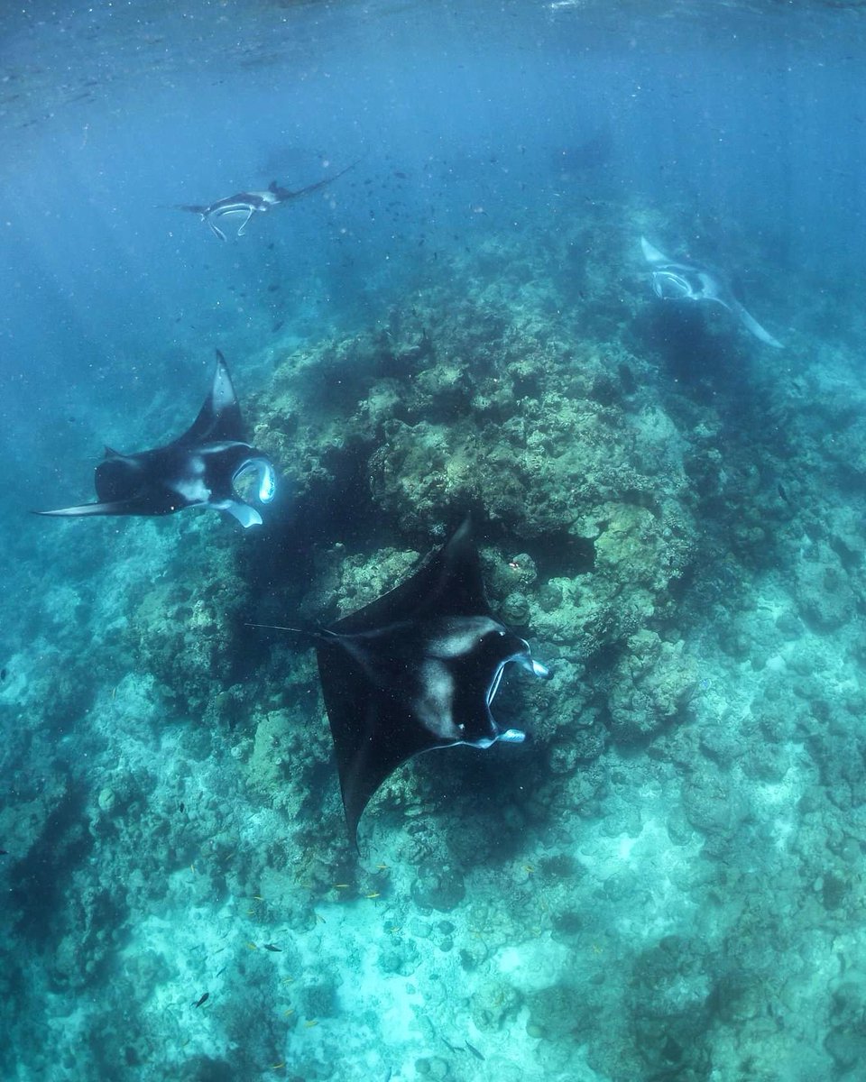 Not much going on in #HanifaruBay last 2 days. But #mantarays are in our cleaning stations this morning.

#Dharavandhoo
#BaaAtoll
#Maldives
<a href="/PADI/">PADI</a> <a href="/PADI_Travel/">PADI Travel</a>
