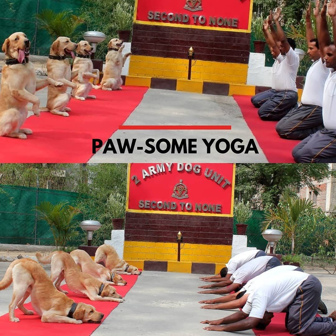 newsonpets's tweet image. #armydogs unit participate in a #pawsome #yoga session on #internationalyogaday

Picture credits: @cnnnews18

Sens us pictures with your pets practising yoga! The best image will get a feature on @newsonpets 

#internationalyogaday2019  #pawsomeyoga  #NewsOnPets #Petnews #Pets