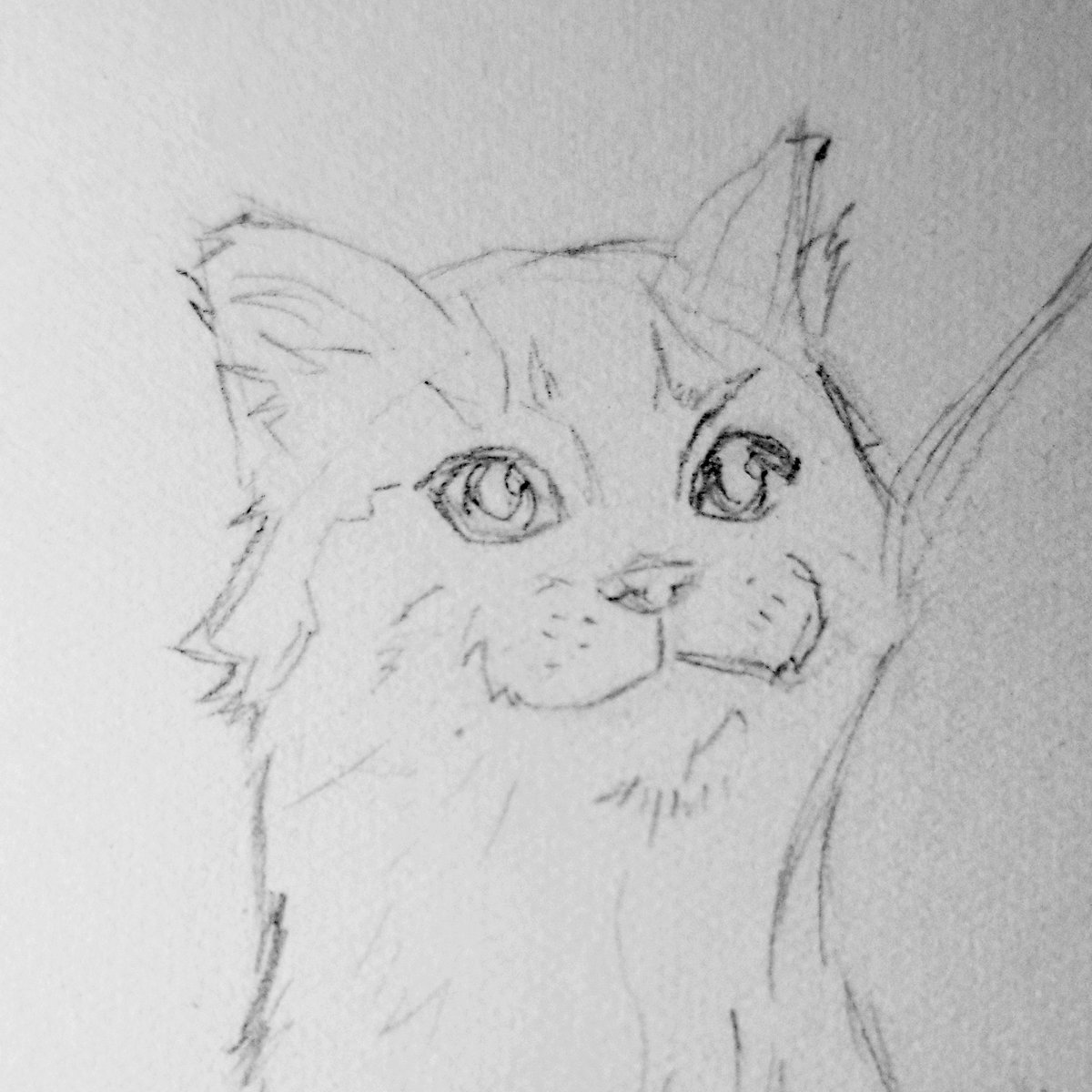#? #? #cat #cats #CatsOfTwitter 