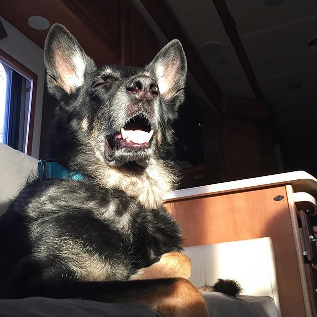 When the sun finally comes out after four days of rain. 😎
.
.
.
#happydoggo #gsdsmile #purejoy #lovethesun #dogsmiles #gsdlove #thatfacetho #sunhappy #rufflife #cravingsunshine #rvliving #rvlife #rvingwithdogs #travelingdog #gopetfriendly #dogsonadve… bit.ly/2WTIK5K