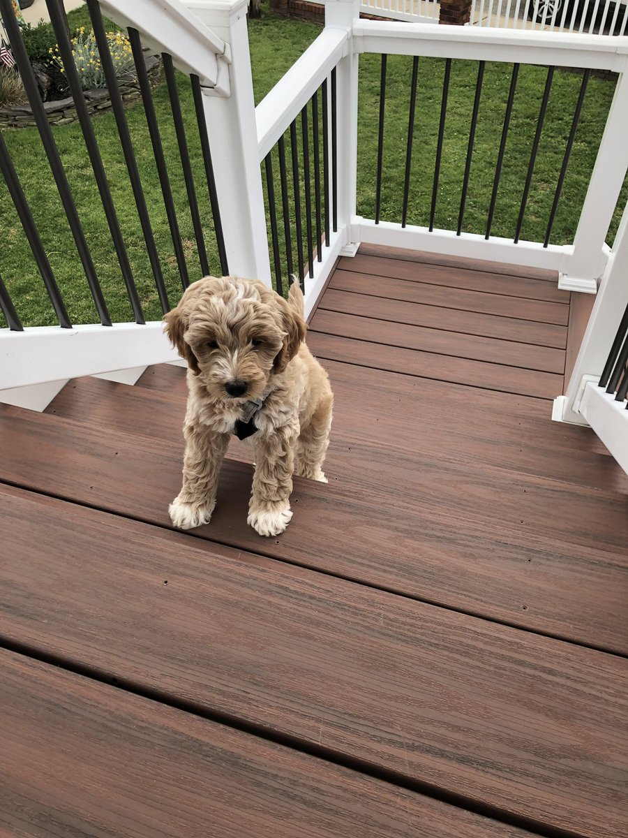 IFeeDmeIMORE's tweet photo. My best new friend, Bentley 🐶.  Who’s a good boy...your a good boy! https://t.co/sSXqf6GGtP