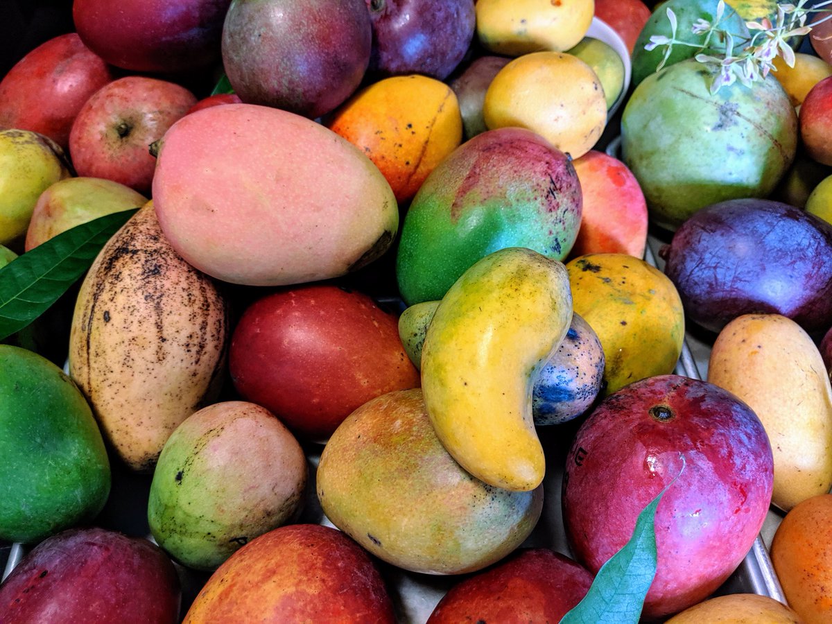 RareFruitMiami's tweet photo. We did some mango research using the #RFCIArchives what a colorful journey you’ve allowed us to savor ‘Haden’ was eaten 😂 #Mangiferaindica #Mangifera #RareFruitCouncil #RFCIMiami Est. 1955 ~ Thank you @TropicAcresFarm &amp; Dr. Campbell’s book cc: @fruitnspice @Floridamangos https://t.co/7q9D0YPkp2