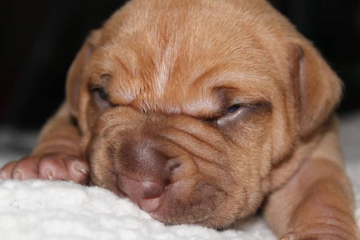 pitbulldogstuff's tweet image. TNB Kennels Uno momento no por favor. #tnbkennels #bestbulliesofinstagram #instabully #dogsofinstaworld #chinabully #bul... bit.ly/2IZzCme