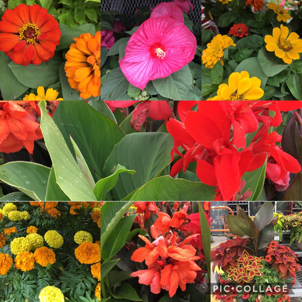 7Karthur's tweet photo. 🐝It’s not too late to plant for National Pollinator Week🐝 Come by Oak Ridge Home Depot and purchase your perennial pollinators! #HD736 @kimscottholman @KimDay59187302 @NorliaSumpter @MetrolinaGHS https://t.co/z4K8EUoKIp