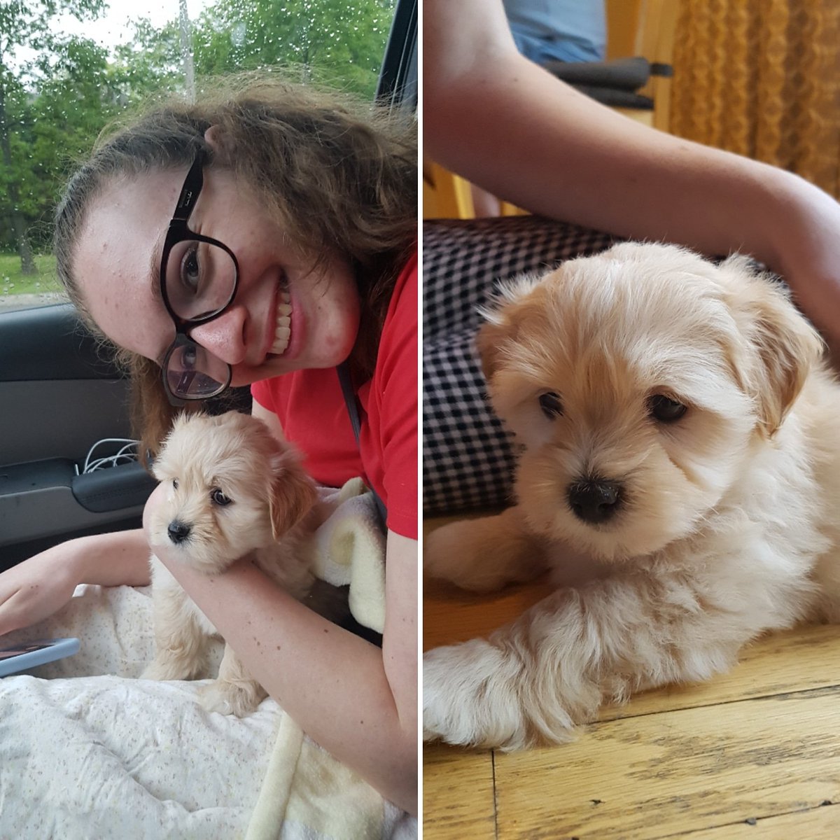 bornwrightca's tweet photo. Welcome Otis. #shihpoo https://t.co/pS8GNTl44L