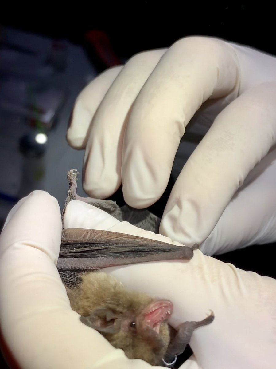 DeScheppl's tweet photo. 🦇 photos from netting last night, I love my job 💕 https://t.co/LwunXDxAsE