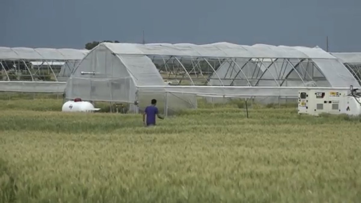 Check out this exciting research on #heat stress for <a href="/KansasWheat/">KansasWheat</a> going on <a href="/KStateAgron/">K-State Agronomy</a> as we discussed in many #wheat plot tours including at <a href="/hortonseed/">Horton Seed Services</a>