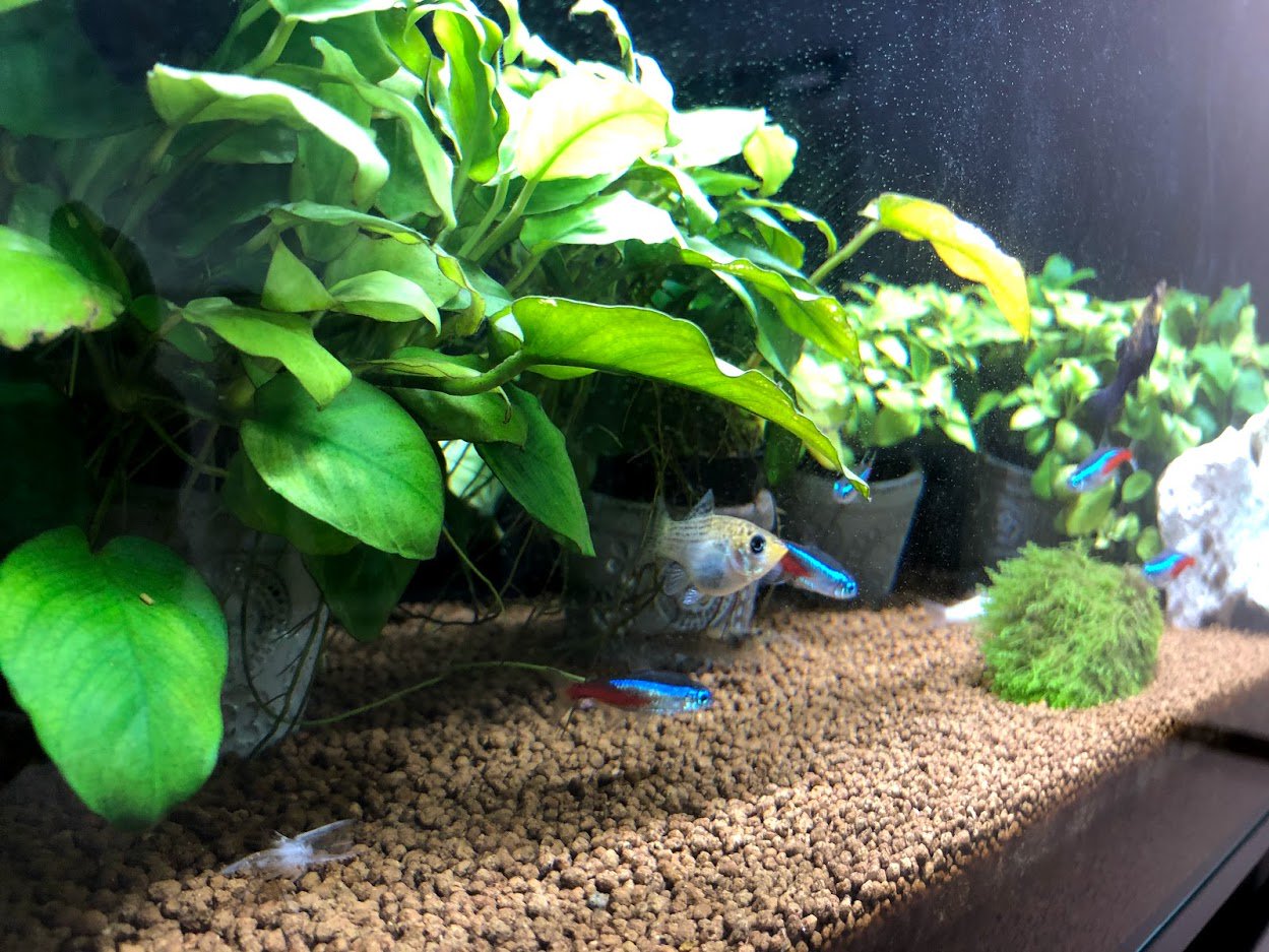 Uzivatel 株式会社オウルテック 公式 Na Twitteru ヌマちゃんの脱皮した跡が見えますね 最近 卍さんと私のほかにも水槽を気にしている人がちらほらいるので嬉しいです 本日の水槽 公式アクアリウム部