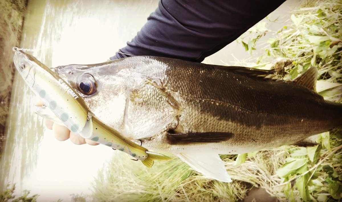 ジョイクロシーバス