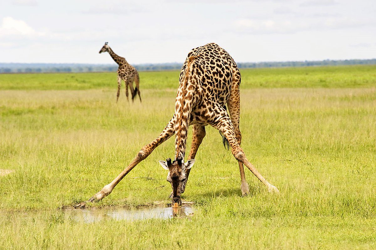 WataliiSafaris's tweet image. We join the world in celebrating #WorldGiraffeDay. This is an opportunity to appreciate the tallest animal in the world, raise support and understand the challenges facing giraffes in the wild. For more information, follow this link: giraffeconservation.org