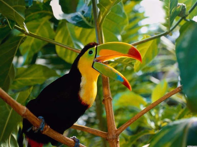 Тропические животные 1 класс. Тукан Коста Рика. Амазонский Тукан. Желтоклювый Тукан. Лимонногорлый Тукан.