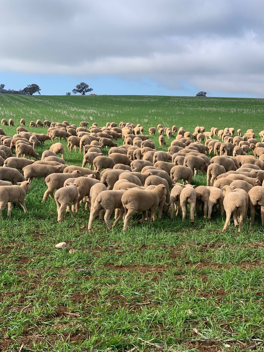 Putting the growth regulators on lancer sown 28th of April