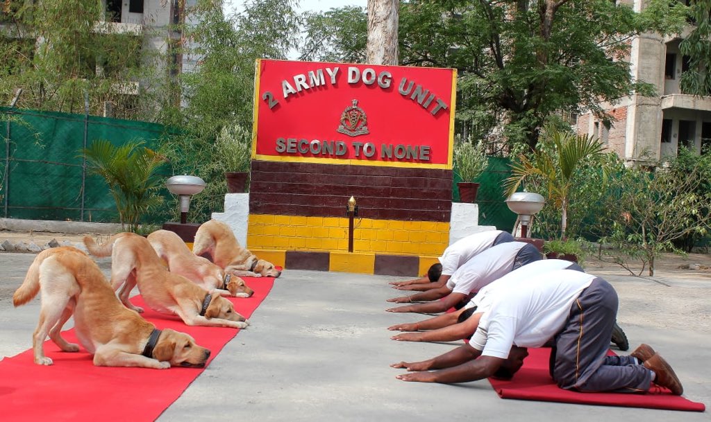 majorgauravarya's tweet image. This is the 2 Army Dog Unit. They are renowned for their loyalty, bravery, intelligence and devotion to duty.

They track, sniff out explosives, guard and do search &amp;amp; rescue operations. 

They also do Yoga.