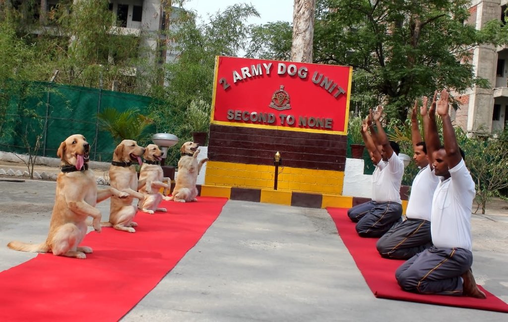 majorgauravarya's tweet image. This is the 2 Army Dog Unit. They are renowned for their loyalty, bravery, intelligence and devotion to duty.

They track, sniff out explosives, guard and do search &amp;amp; rescue operations. 

They also do Yoga.