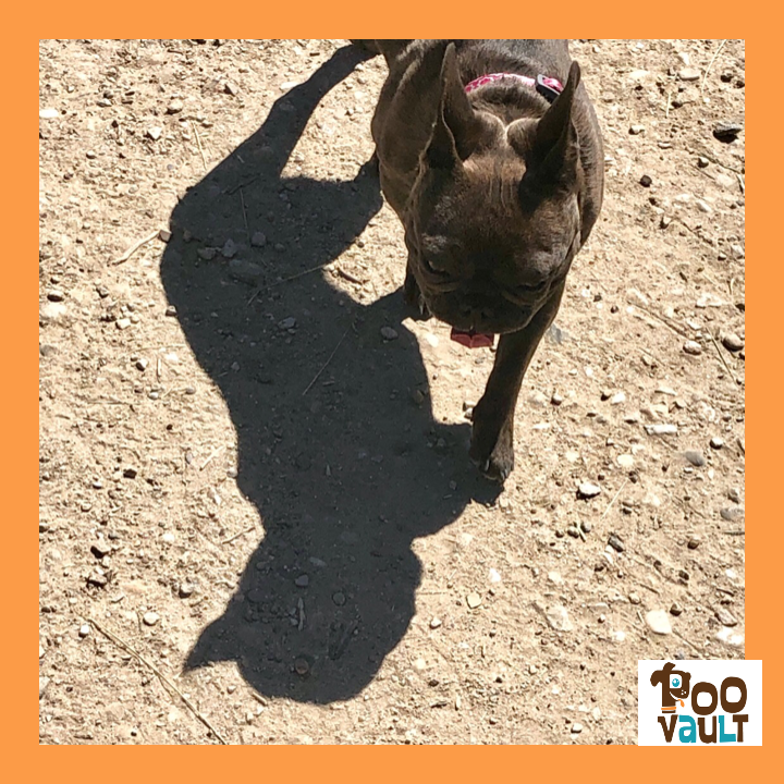 MoHapDog's tweet photo. This is a sweet young #Frenchien out on a walk/hike.
#
#
#dogshadow #frenchie #frenchiemom #dogmom https://t.co/whDZGQBEVE
