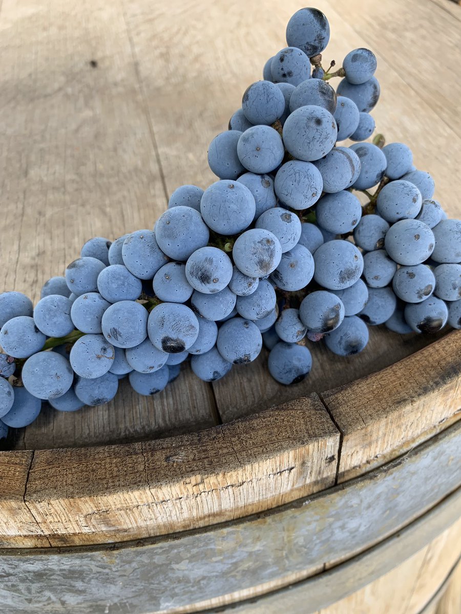 It’s vintage wrap-up time and we’ve reviewed the effects of the drought (strangely they’re positive!) and given a heads up on the standout wines from this season. Visit printhiewines.com.au/blog/vintage-1… for full review or check out our film on IGTV.