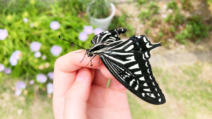 色別 蝶々が持つスピリチュアルな意味は アゲハは幸運の前兆 U Ray