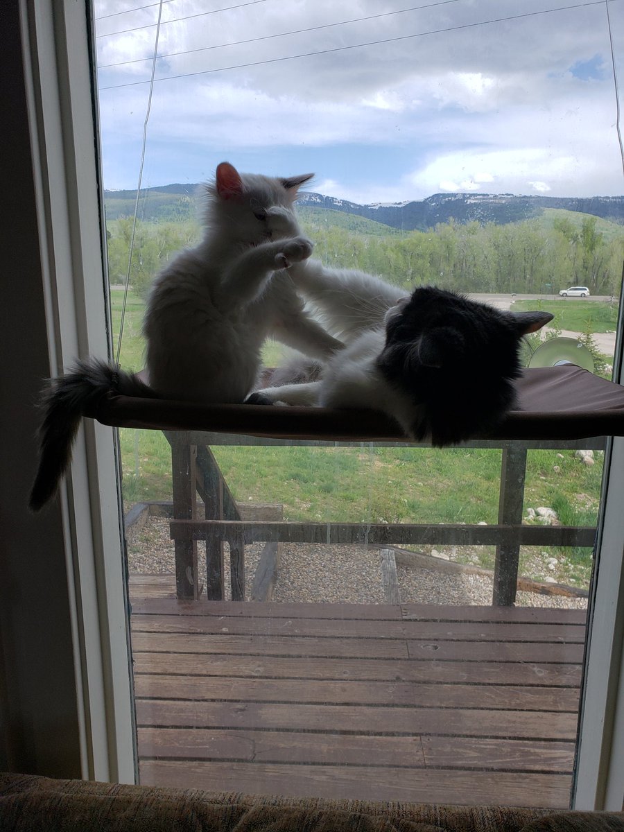 zigthecat tweet picture