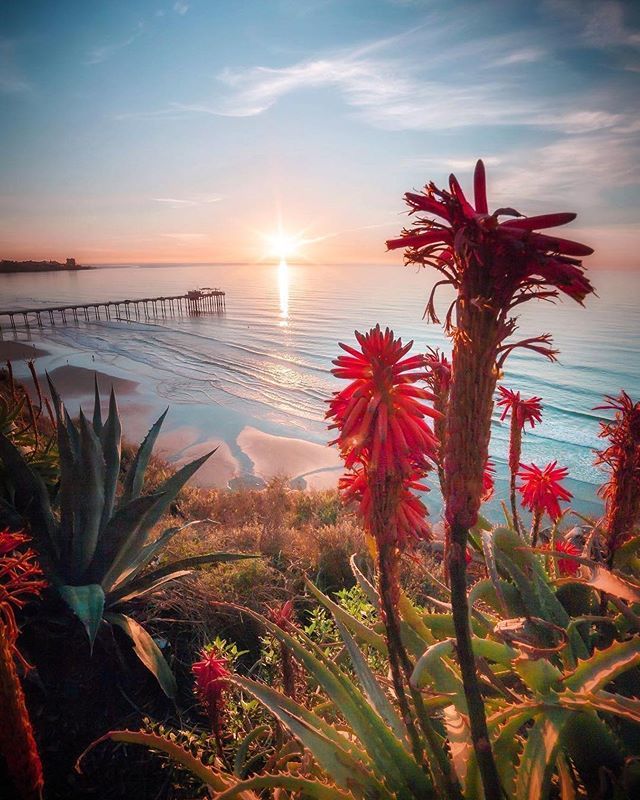 cali_trend's tweet photo. Let the sea set you free 🌅
Link in bio to shop Cali Trend!
Awesome shot @tannermcqueen
#lifeincali #calitrend #stayshaded https://t.co/KROf0mIDid https://t.co/1vGoUXOyDE