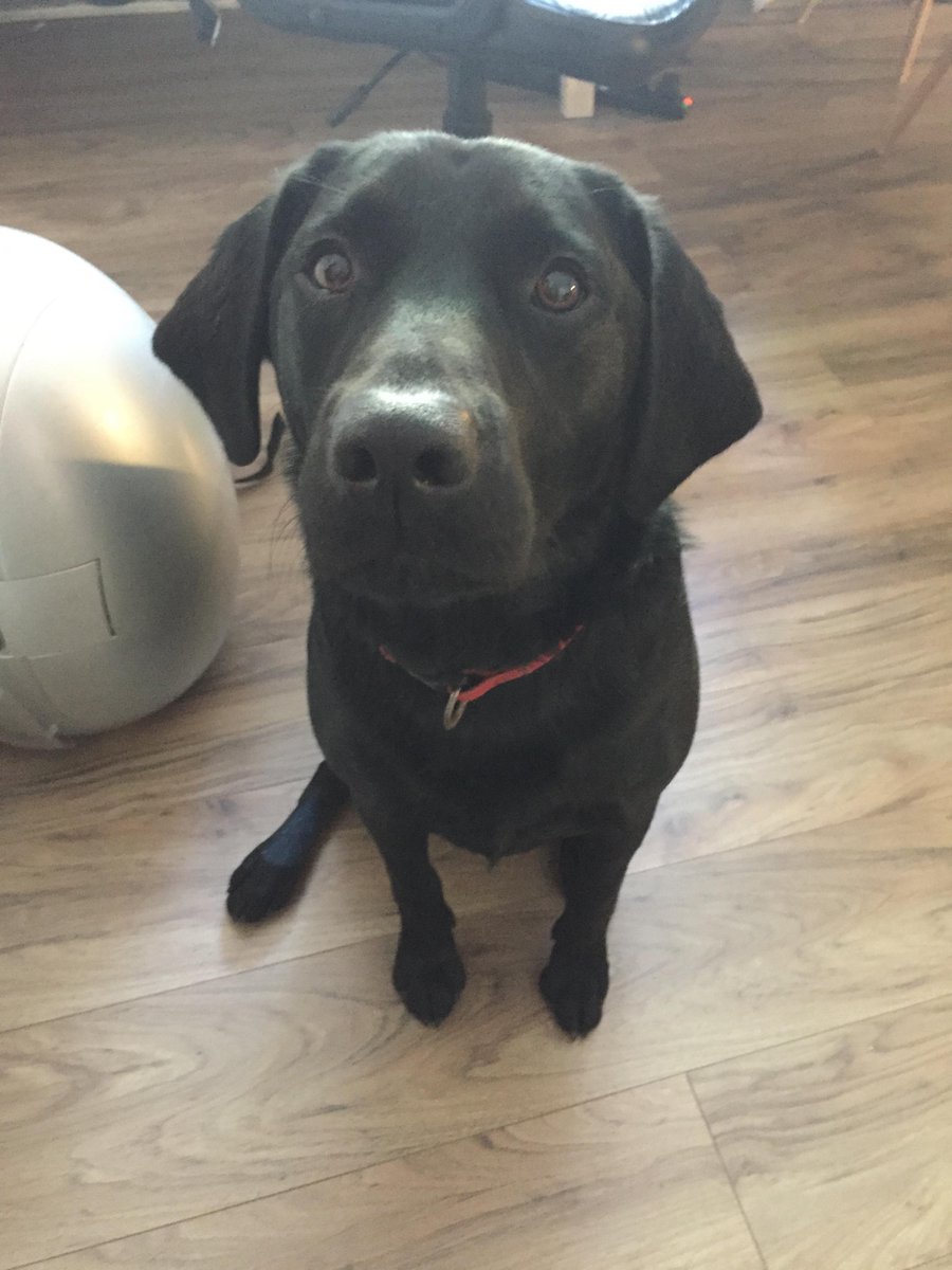 At OverAir, it's #BringYourDogToWorkDay everyday - meet Cooper, our office dog. #workdog #officedog #exeter #labrador