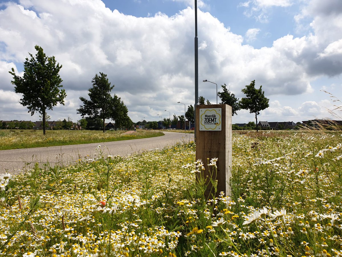 De bermen in <a href="/Moerdijkse_stem/">Gemeente Moerdijk</a> staan er prachtig bij! Vorig jaar hebben we samen met <a href="/BrasFijnaart/">GoofR</a>, <a href="/jubholland/">JUB Holland</a> en @HeemVegetaties kruidenrijke vegetaties ingezaaid gecombineerd met bollen. Het resultaat is hier goed zichtbaar! (Meer over het project -> vanhelvoirtgroenprojecten.nl/projecten/krui…)