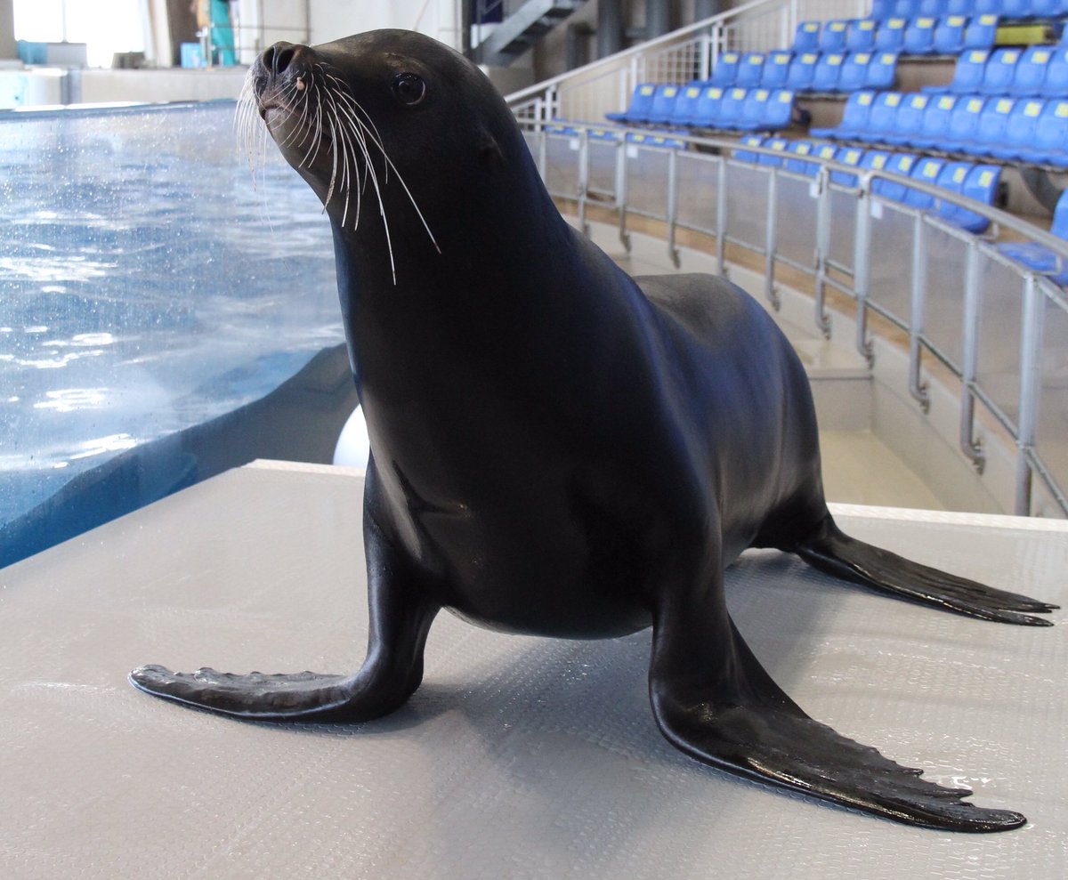 先日のナッツの誕生日に続き、今日6月21日はカリフォルニアアシカ