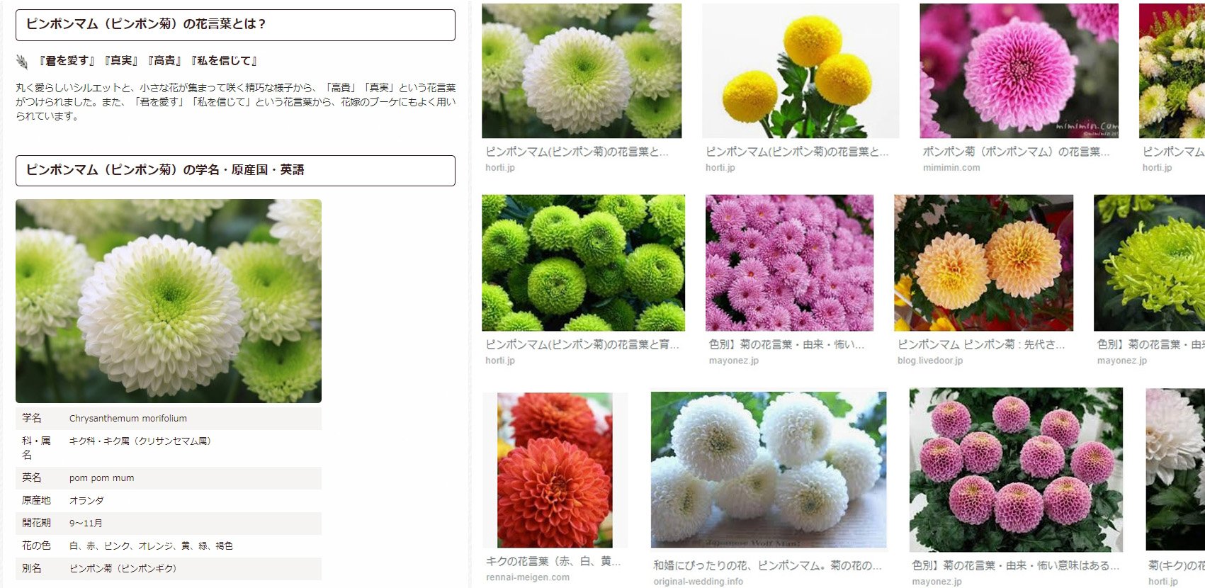 N川 Na Twitteru 宗介のフラワーウォールはピンポンマム ピンポン菊 かな 開花が9月 11月だし 花言葉は菊全般が 高貴 高潔 赤い菊が 君を愛す ピンクの菊は 嬉しい夢 白い菊が 真実 黄色い菊 長寿と幸福 凛カラーの赤い花が多いから 君を愛す