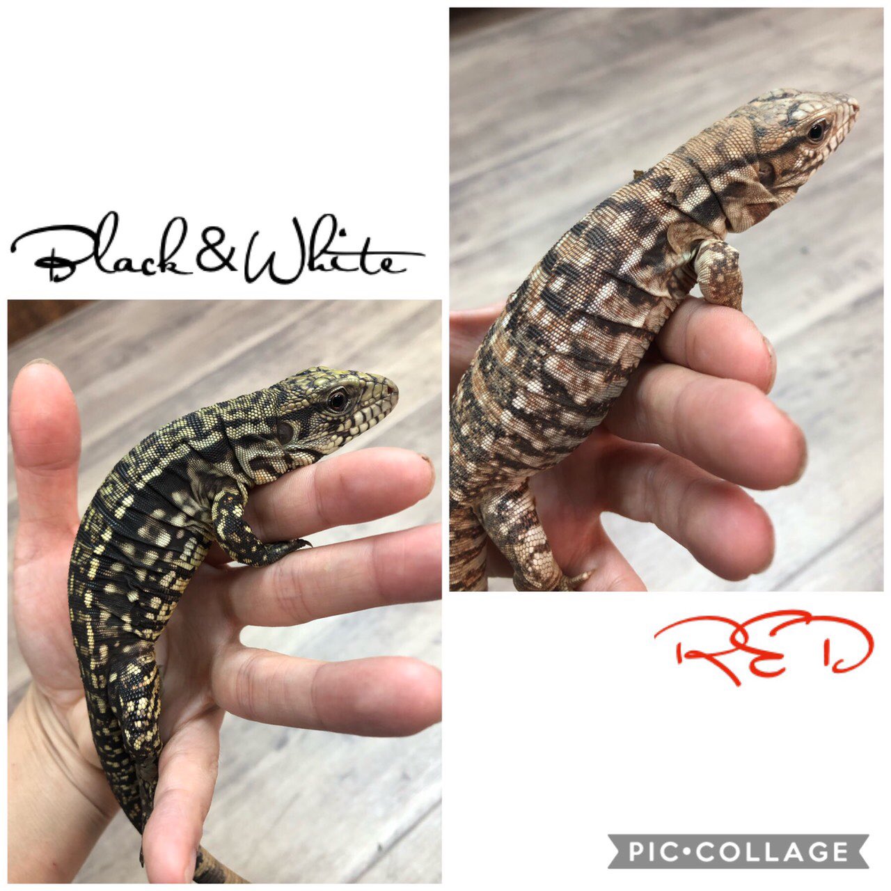 爬虫類ショップアンテナ博多店 大人気のトカゲ テグーが入荷しました レッドとブラック ホワイトの2色です 目指せ ベタ慣れ 様子を見て 販売開始致します テグー レッドテグー ブラックアンドホワイトテグー アンテナ T Co