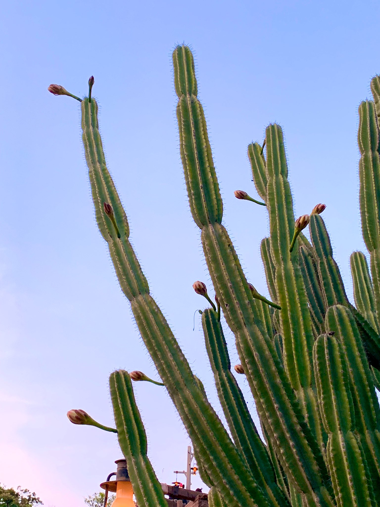 交換無料！ 最高の形です ○ッキーマウス似 サボテン 植物/観葉植物