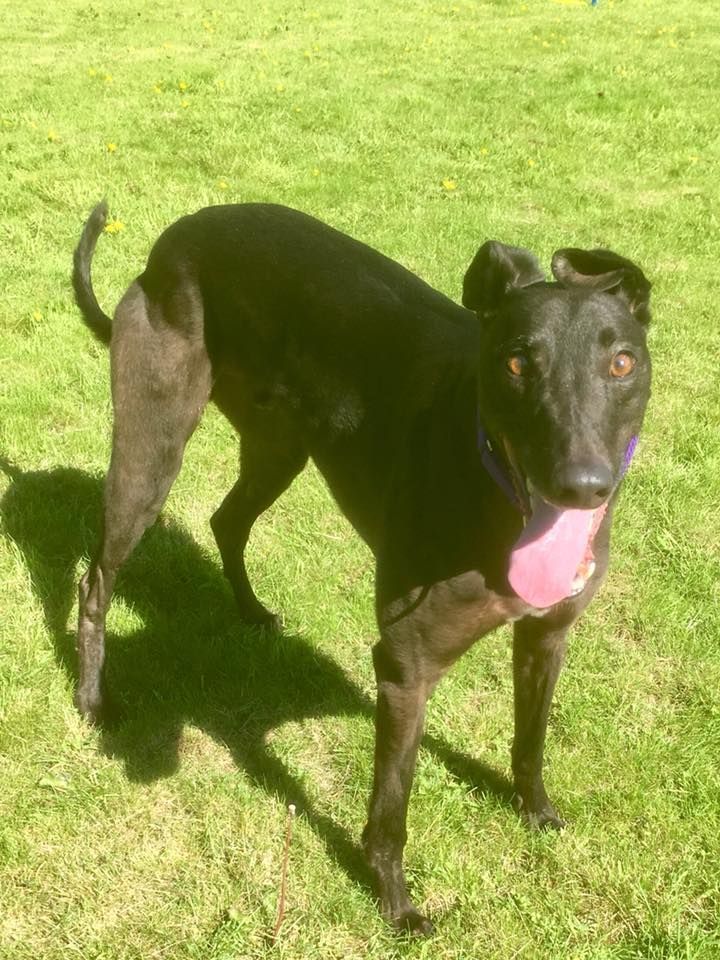 NWDogRescue's tweet photo. Please RT to help me find my furever home.
You'll find all my details and an enquiry-form here
https://t.co/8dZEniBAEM https://t.co/fXVgYUreep